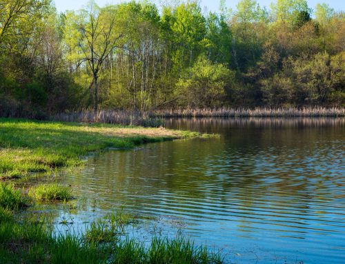 Pond Shapes & Placement Ideas for Wisconsin Properties (Fishing, Livestock, Quiet Views)