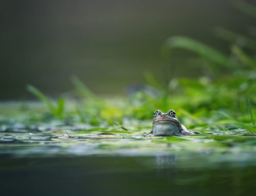 Why Is My Pond Turning Into a Mucky Green Swamp?