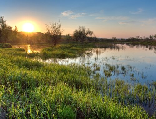 Can I Put a Driveway Through This Low Marshy Area?