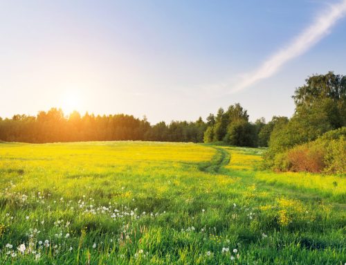 How to Tell if a Wooded Lot in Kenosha Is Build-Able